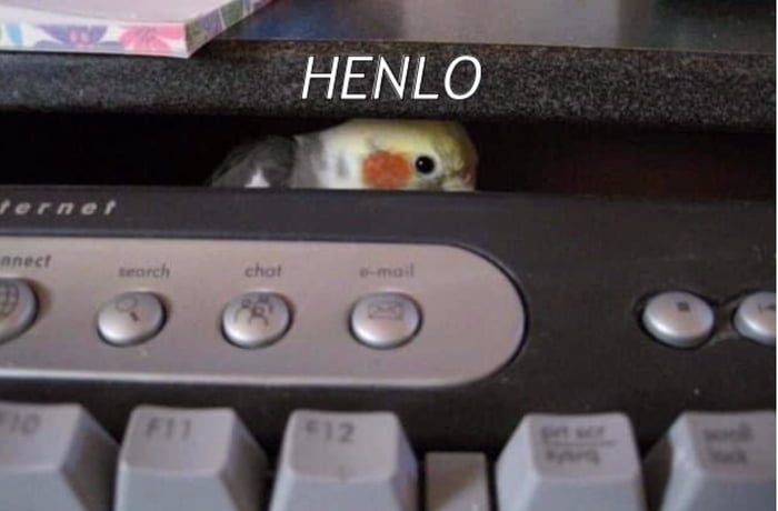 Henlo