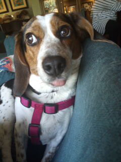 Her Royal Highness, Princess Dejah Thoris.