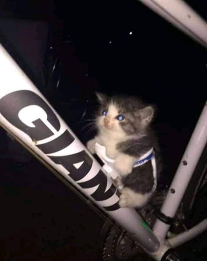 Hey guys i found a cat while i was Biking