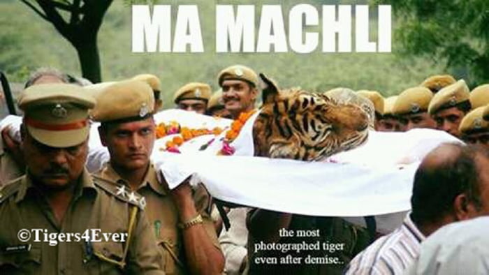 Hindus give proper cremation to Machali, the oldest living tiger at the time of her death and the saviour of Ranthambore forest. Raised 50 cubs during her lifetime.