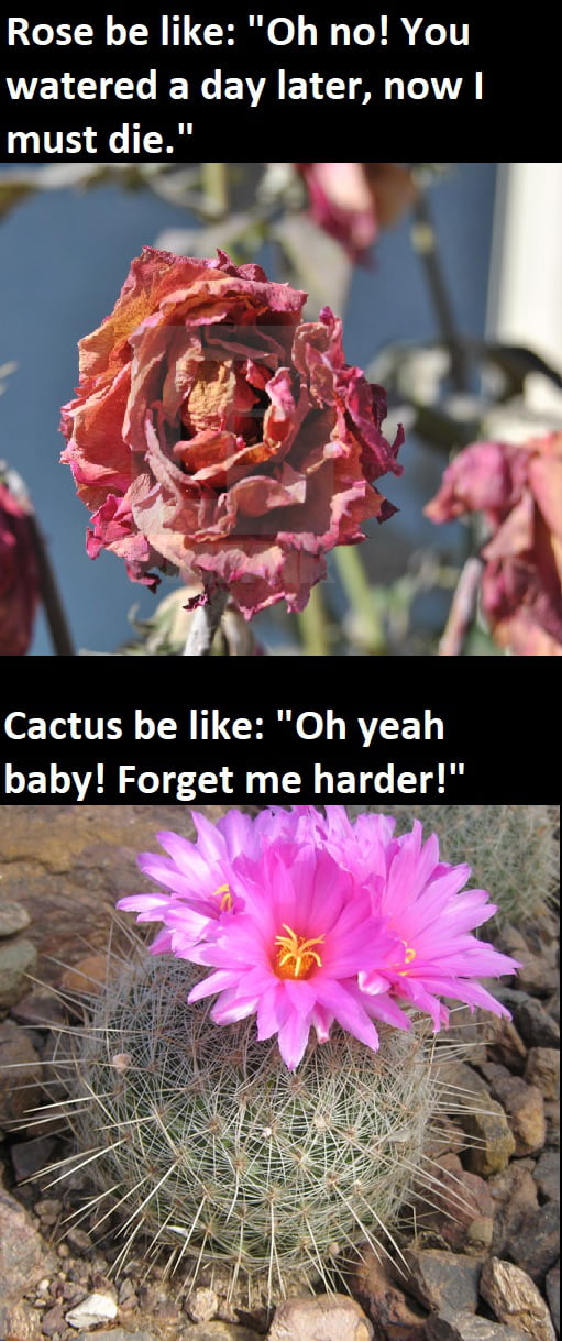 How do pervert and japanese call it? Abandonment play? What if despite having spikes cactuses are actually masochists? I mean look where they live...