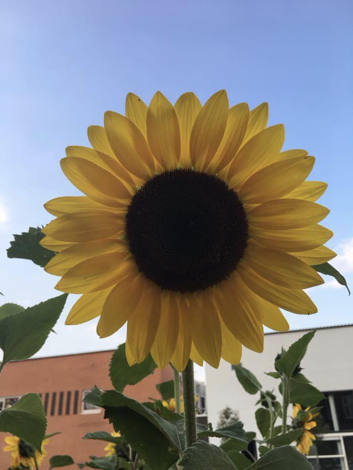 How peaceful one flower can be