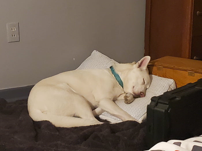 Husky having a good dream