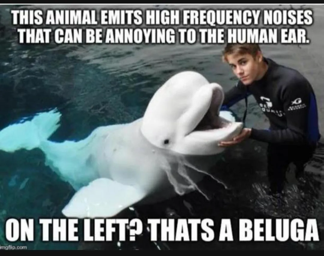 I bet belugus sounds better than jb