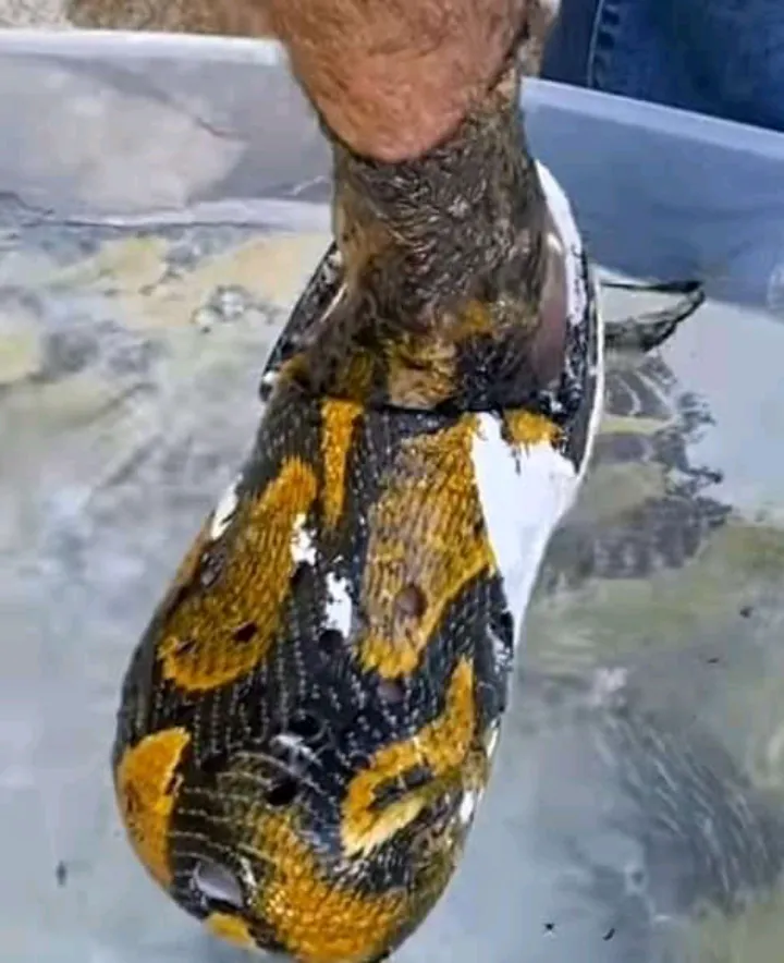 I know we have puma shoes and addidas shoes but what shoes is this?😂😂😂😂