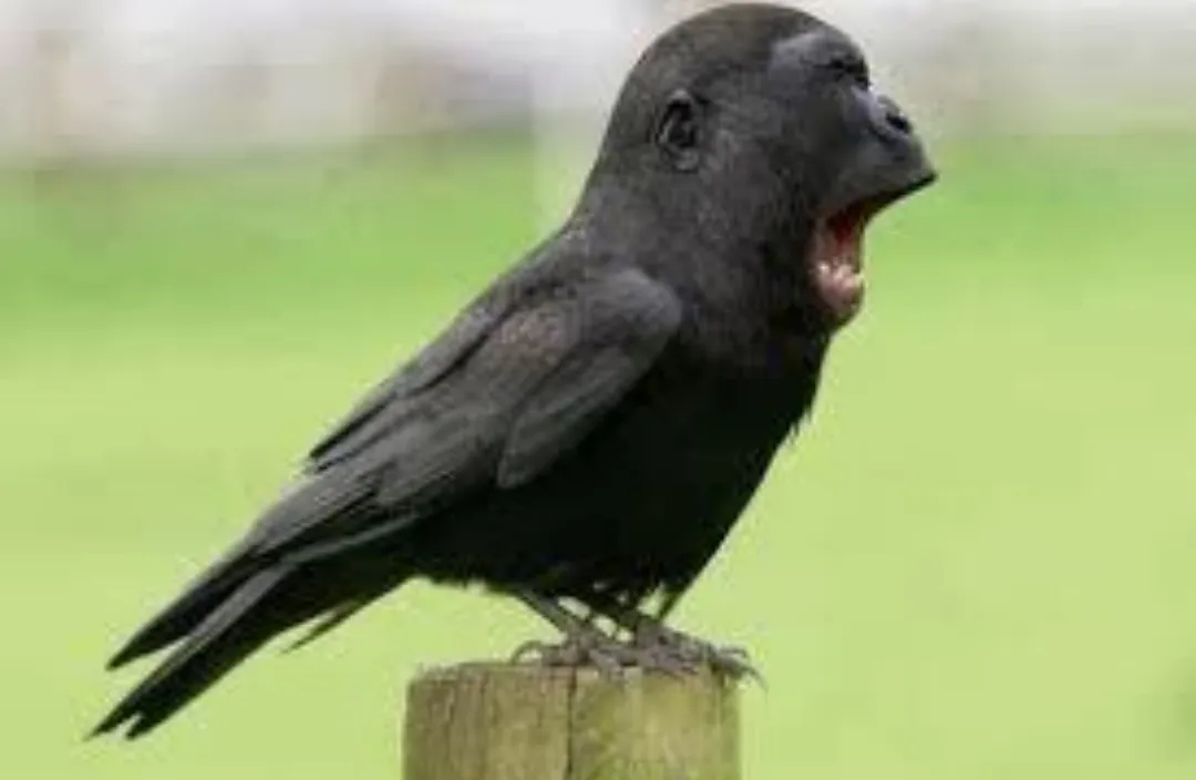 I said kaw kaw bit*h