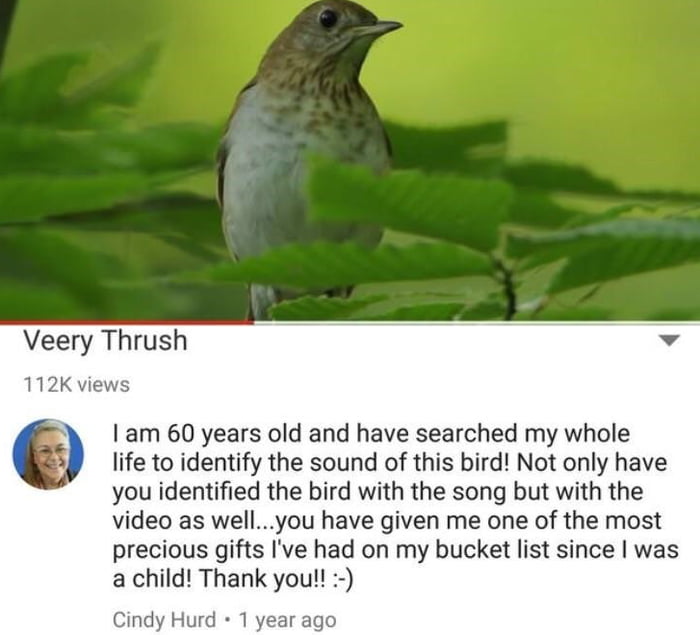 Identifying a bird