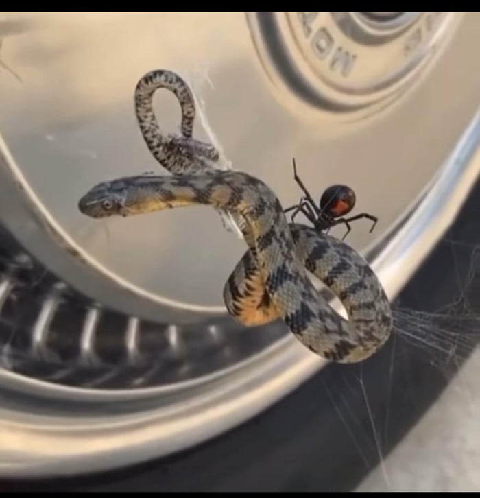 In Victoria, Australia a Redback spider attacked a eastern brown snake on its web
