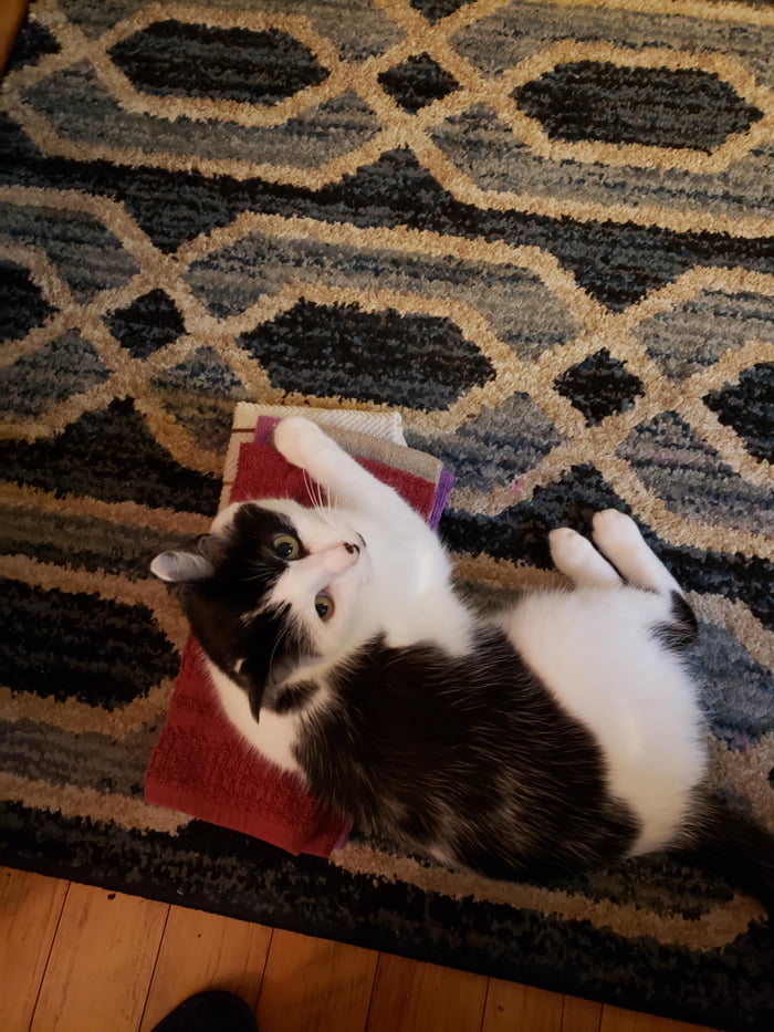 It takes me forever to fold laundry. Banshee however does not care and required me to rewash some of the towels because nobody wants kitty fur on their wet hands.