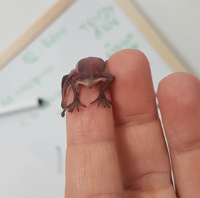 Itty bitty teeny tiny bat bum