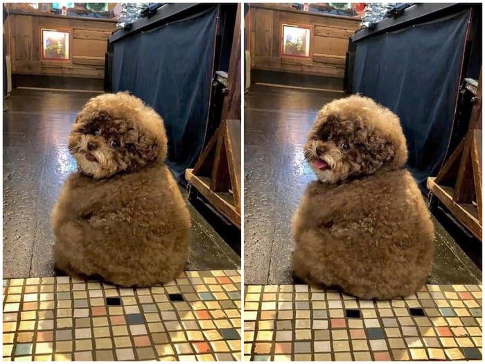 Just saw this dog on twitter and you need to see it too