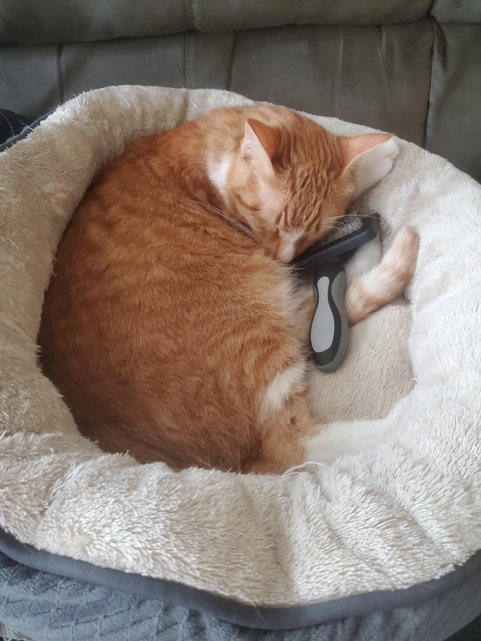 Kitty cuddling with his arch enemy