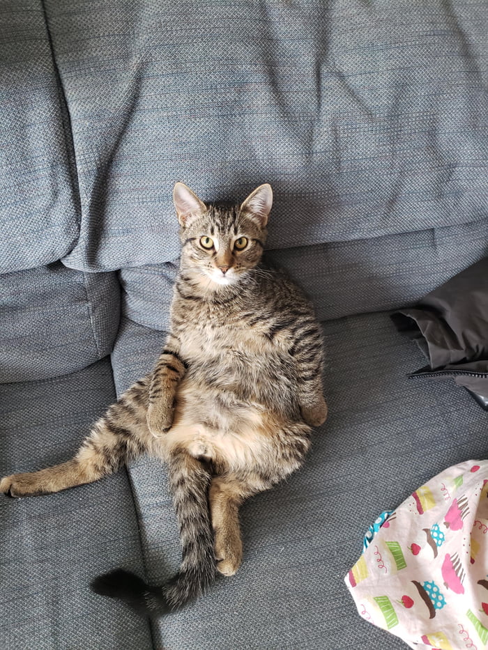 Lazy kitty derp. Freds the name