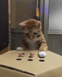 Little cat playing a game.