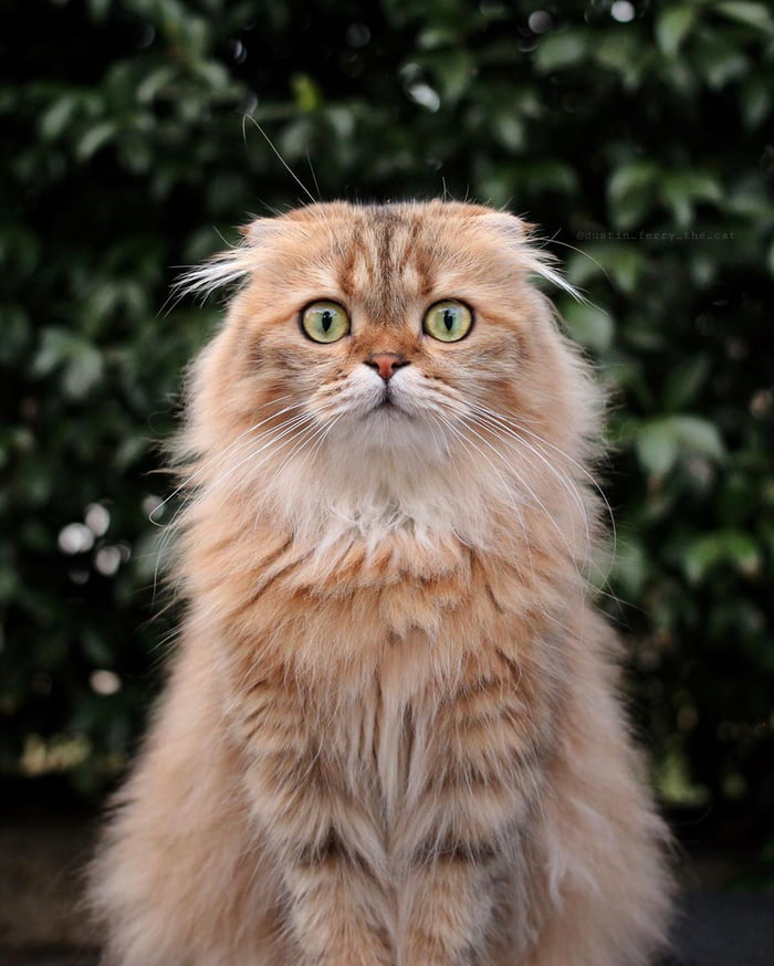 Look at this fluffy boy