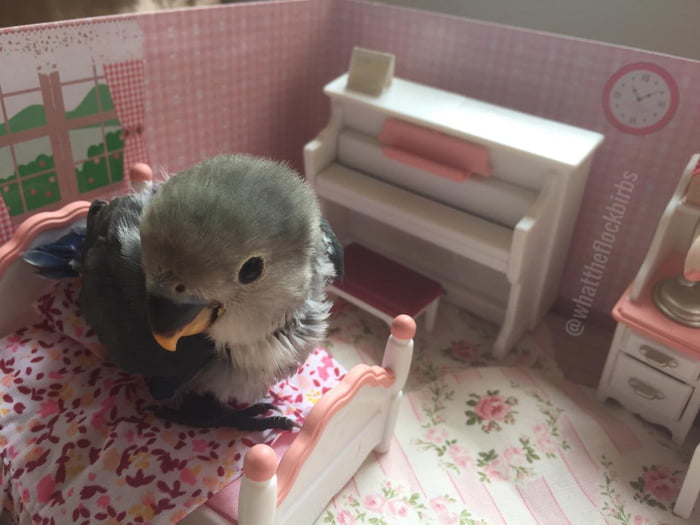 Lovebird? No that's a relentless killing machine! You should see what happened to that poor spray millet branch we left near his cell...