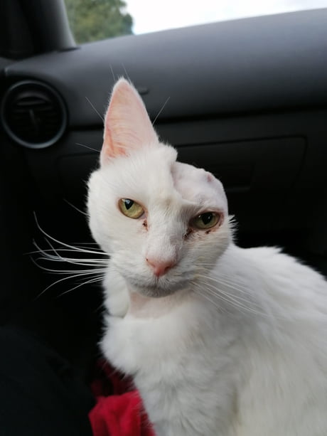 Meet Lilly after &pound;6500 of lifesaving cancer surgery