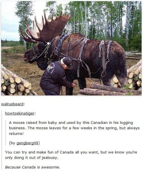 Moose as a pet