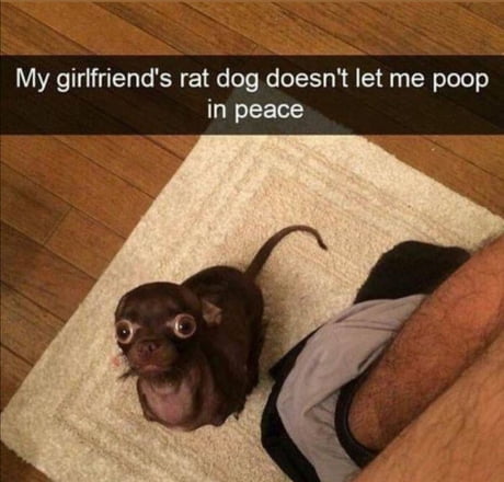 Must say,Splinter it has captivating eyes...