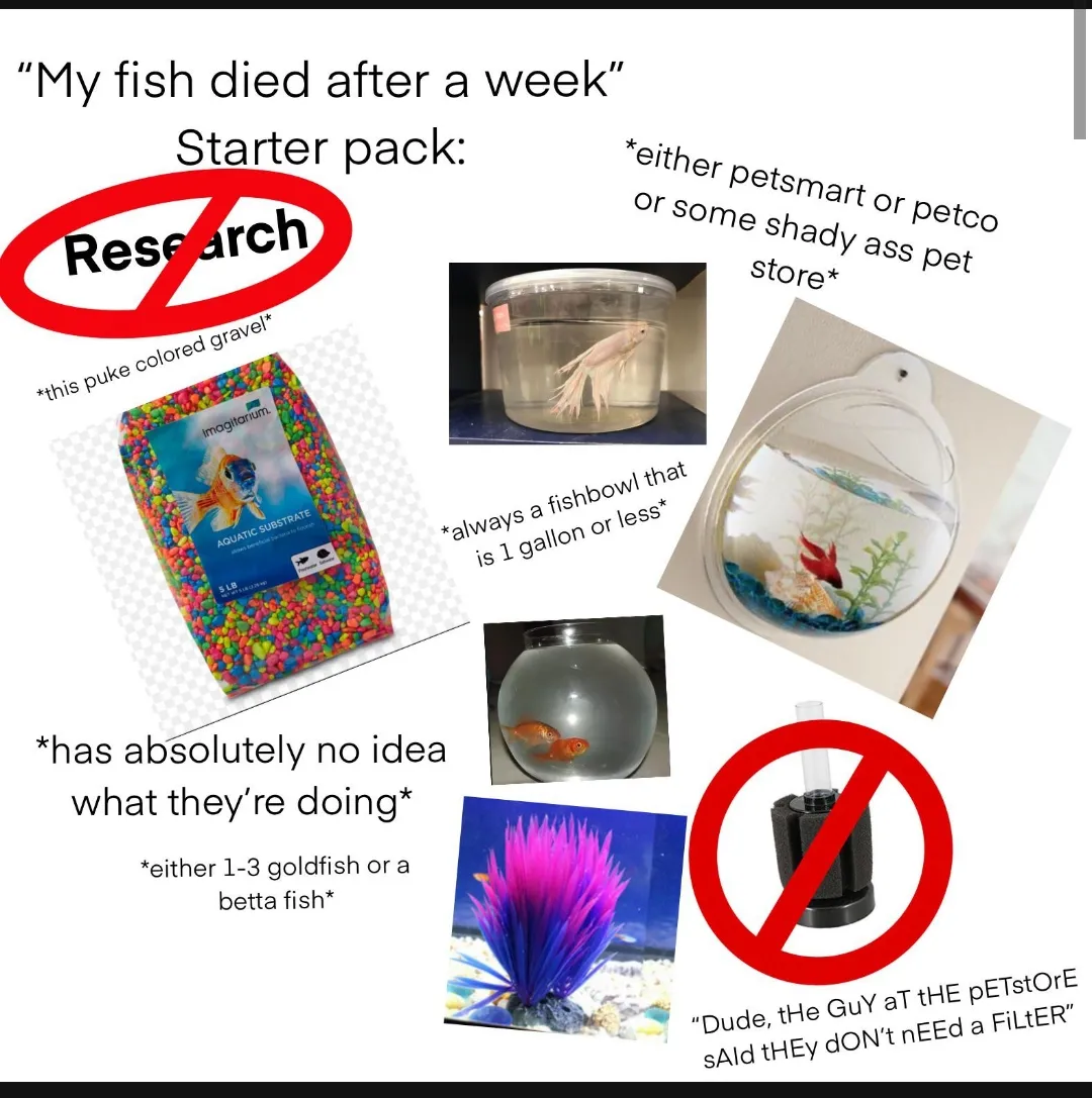 "My fish died after a week" starter pack