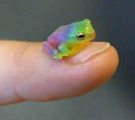 Nature: "So which color do you want to be to attract a mate?" Froggie - "yes"