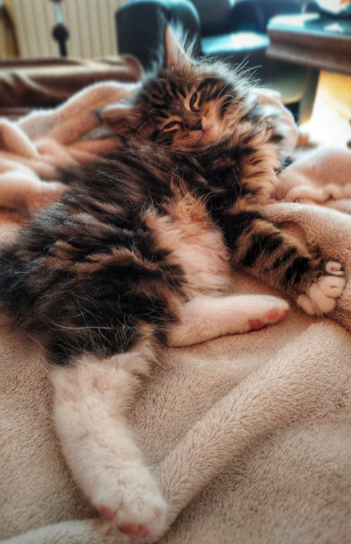 Not a fan of mornings