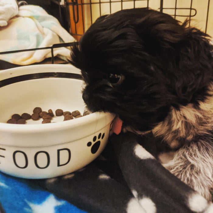 Note to self: Food bowl isn't made out of food