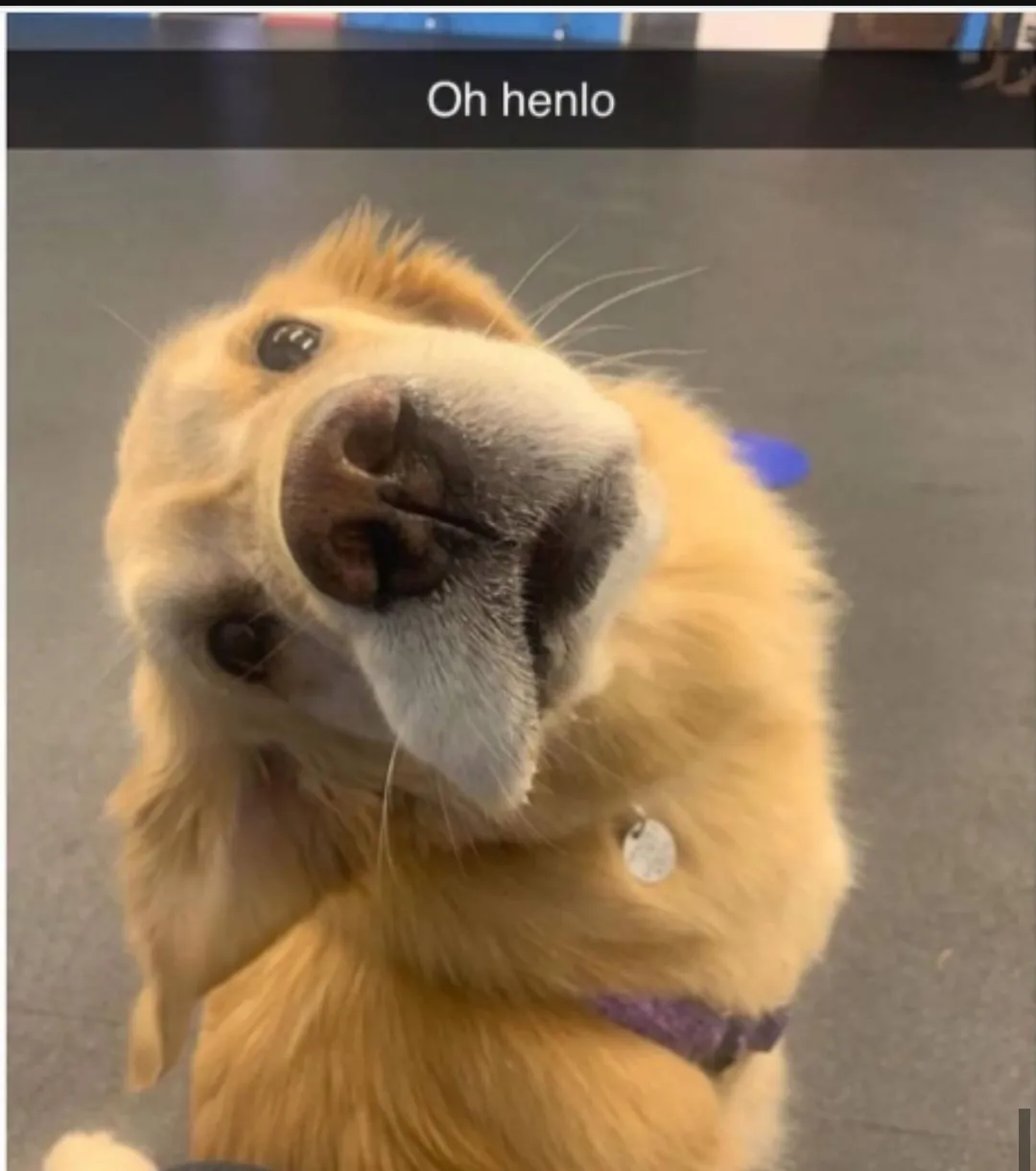 O henlo my friend