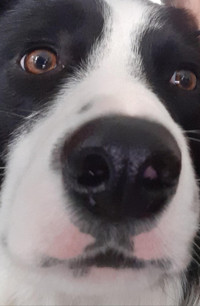 Ollie being a derpy one