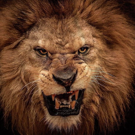 One of the best lion photos