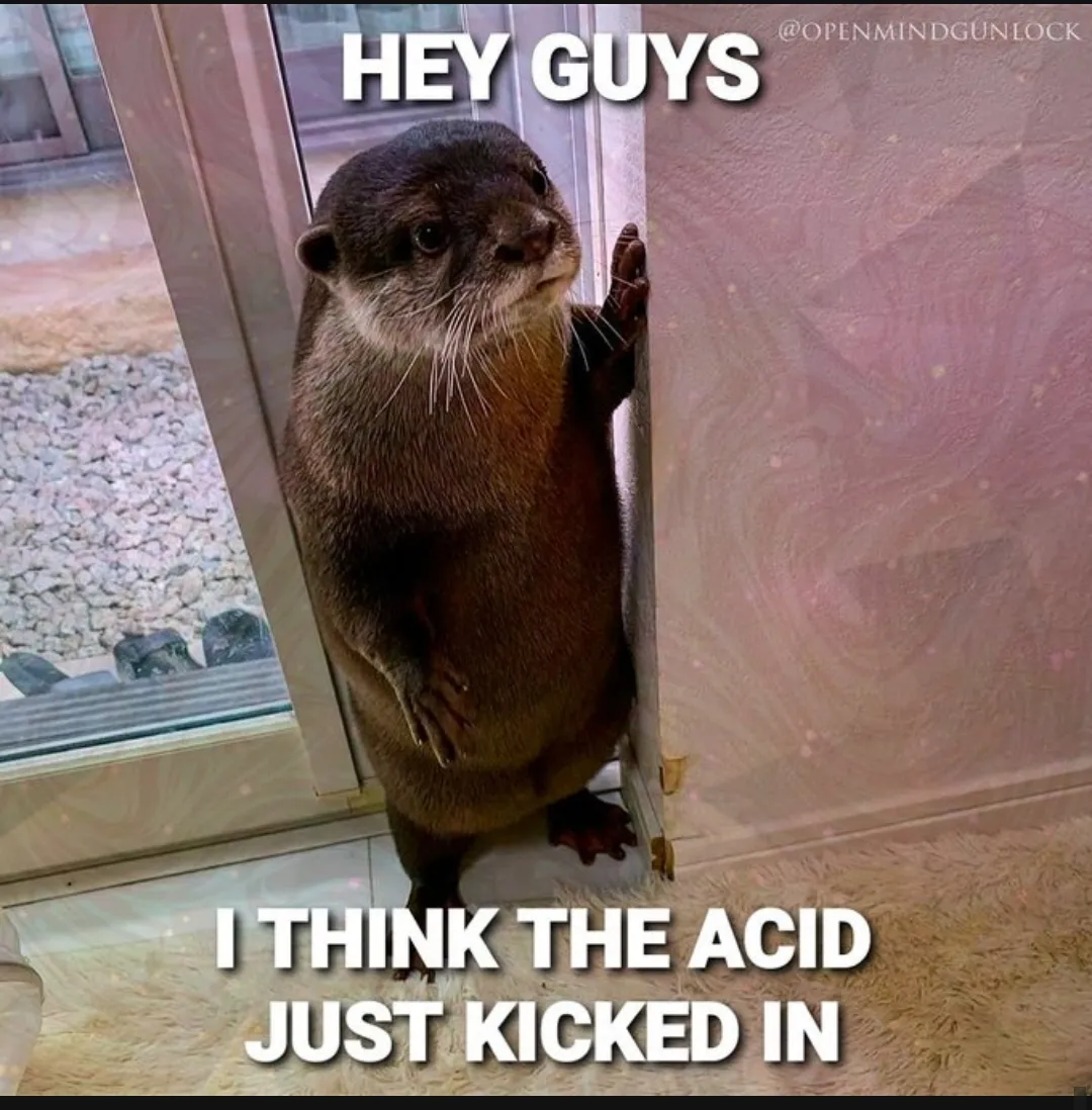 Otters are too damn cute