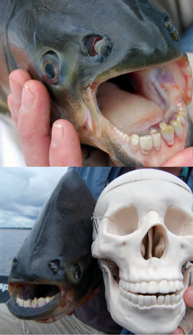 Pacu Fish from South American fresh water are omnivorous fish with Human like teeth. They are not normally agressive and can grow to the size of a small child
