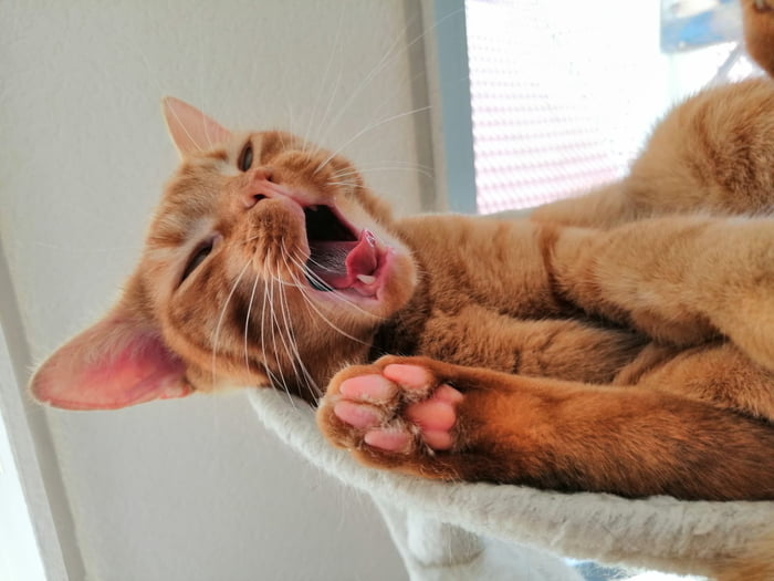Peanut has a very... unique way to yawn.