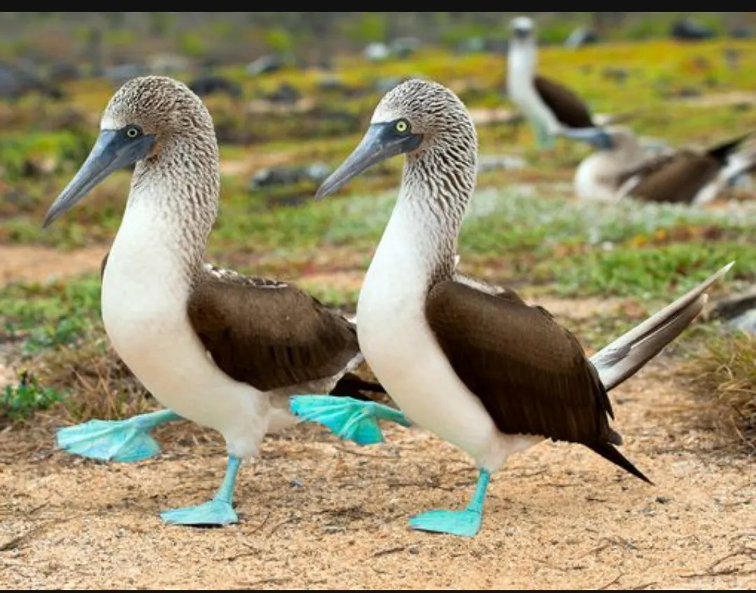 Perfection at its very best