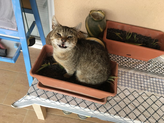 Plant Cat
