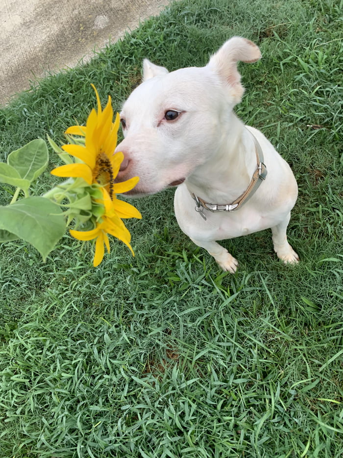 Pluto stopping to smell the flower