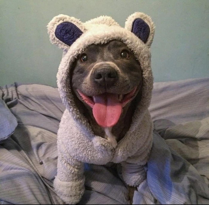 Puppy in puppy sweater