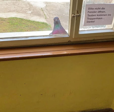 "Please don't open the window, doves will enter the house otherwise. Thanks!"