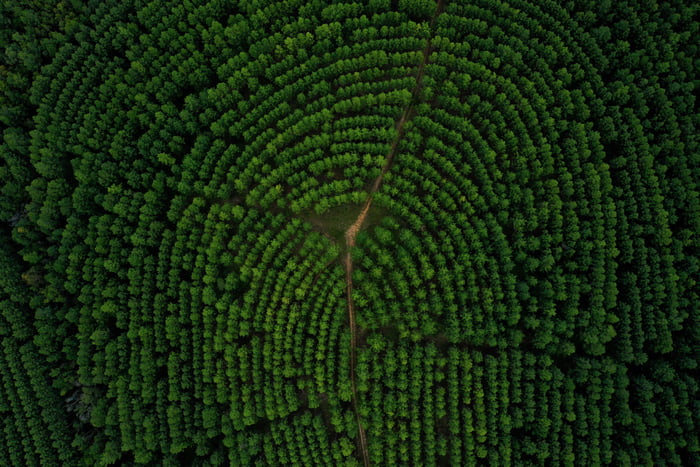 Renewable forest in the shape of fingerprint, humans mark left on the planet