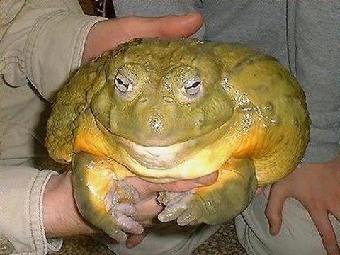 Riberus the fly's bane