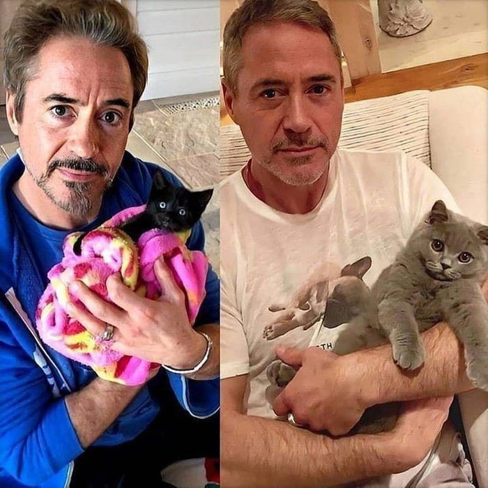 Robert downey loves cat too