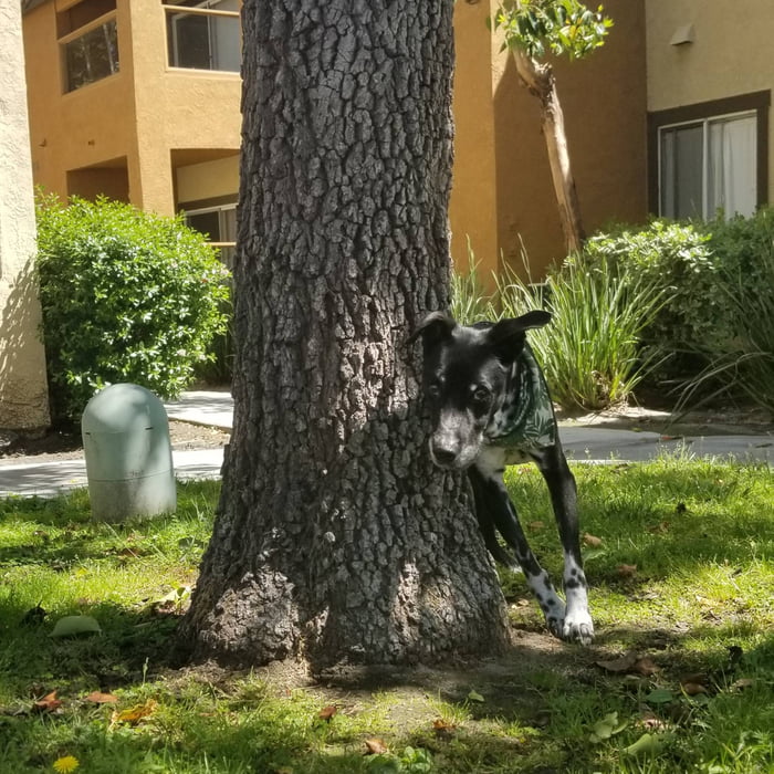 Saying goodbye today. Here's a recent shot of Jack. He was such a good boy. We will miss you so much buddy