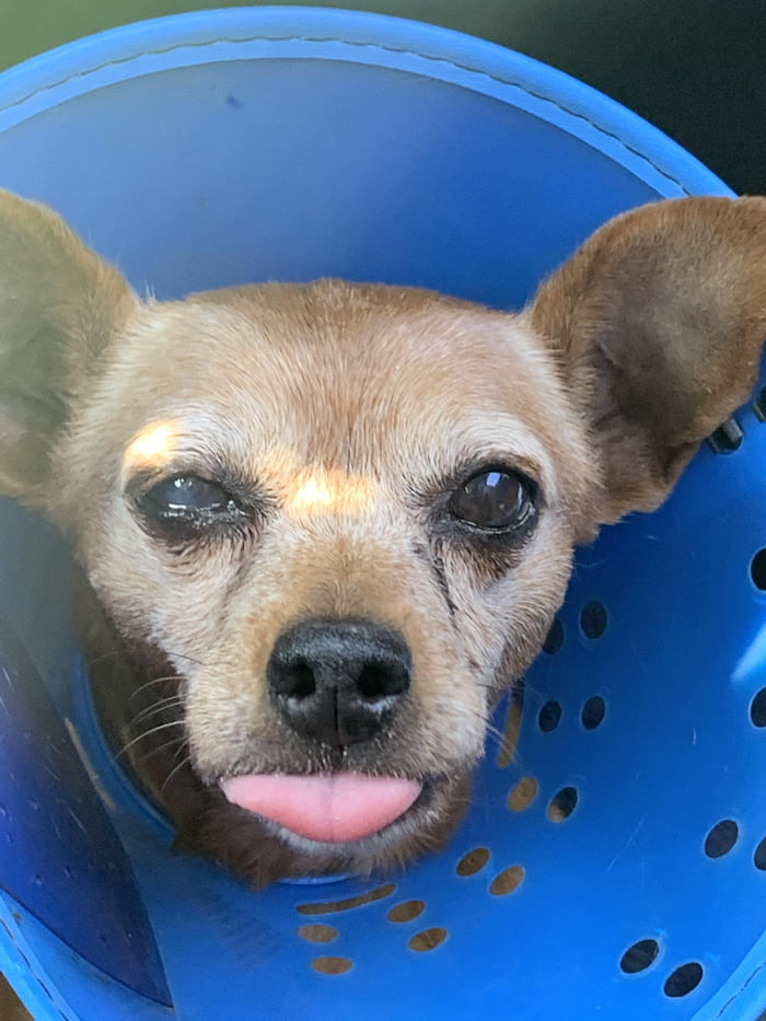 She&rsquo;s mad about wearing the cone, but doesn&rsquo;t stop scratching her eye