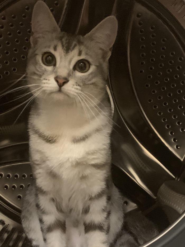 Silly kitty likes the washing machine