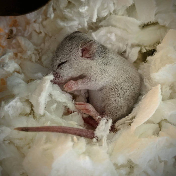 Sleeping Mouse Pup