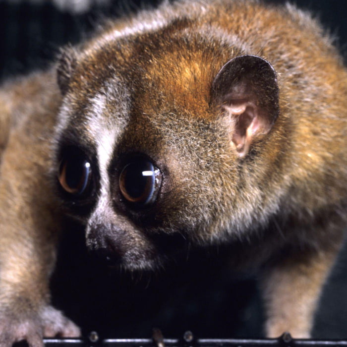 Slow Loris capable of killing human by biting. The poison works like anaphylaxis, which set up allergic-like reaction. Innocent , but deadly