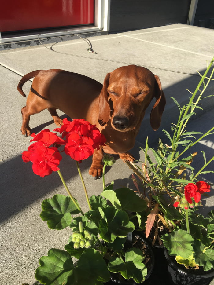 Sniffing some flowers