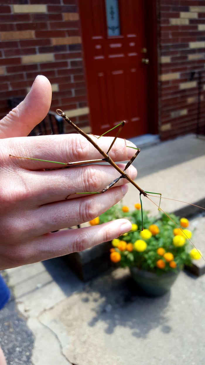 Stick Bug!