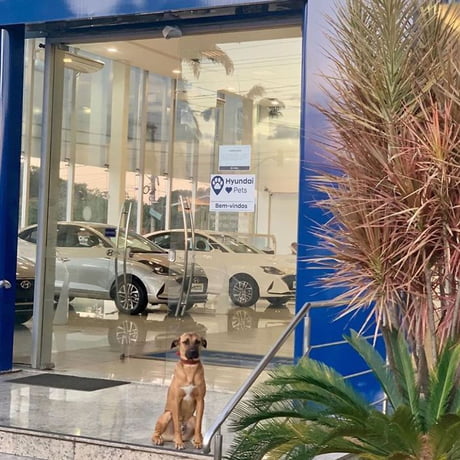 Stray Dog Keeps Visiting Car Dealership, Gets Adopted And Hired As "Pawfessional Consultant"