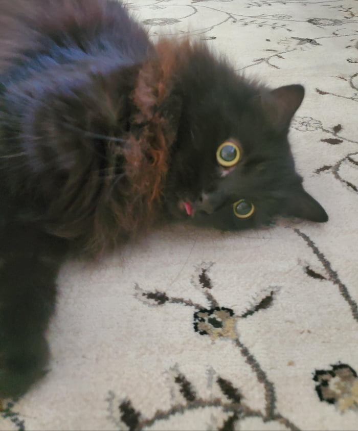 Stuck in mlem mode. Any derp troubleshooting experts out there?